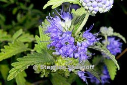 caryopteris incanathumbnail graphic